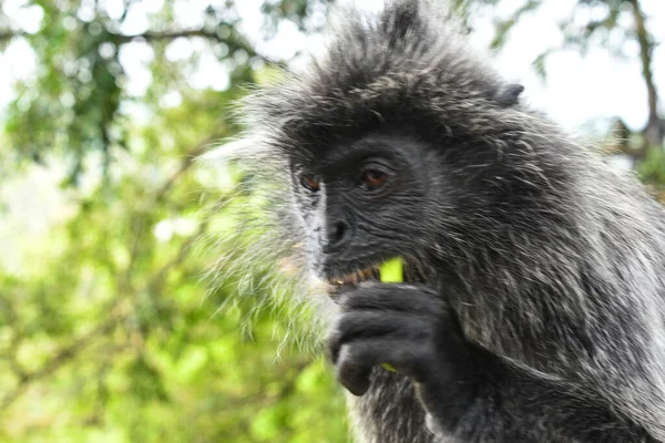 Melawati Tepesi 'nde gümüş yapraklı maymun, Kuala Selangor, Malezya