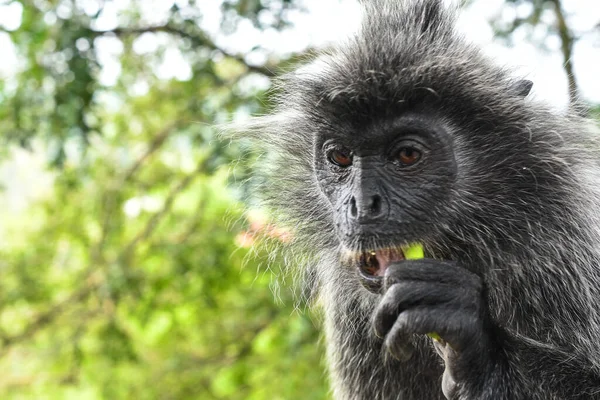 Melawati Tepesi 'nde gümüş yapraklı maymun, Kuala Selangor, Malezya
