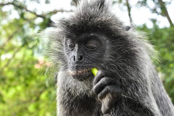 Melawati Tepesi 'nde gümüş yapraklı maymun, Kuala Selangor, Malezya