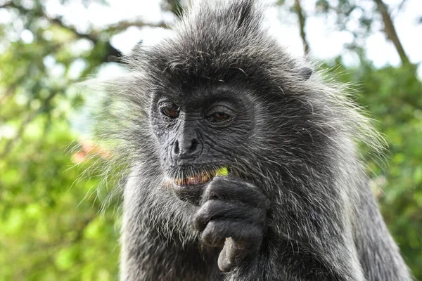Melawati Tepesi 'nde gümüş yapraklı maymun, Kuala Selangor, Malezya