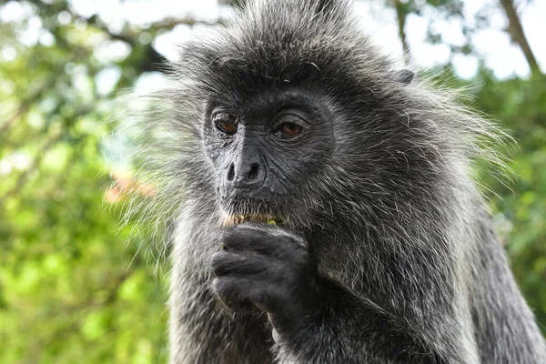 Melawati Tepesi 'nde gümüş yapraklı maymun, Kuala Selangor, Malezya