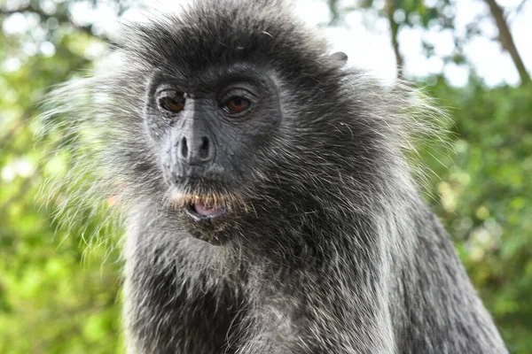 Melawati Tepesi 'nde gümüş yapraklı maymun, Kuala Selangor, Malezya