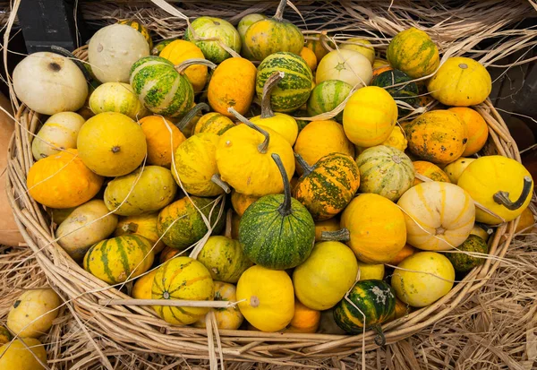 Sepetteki renkli küçük dekoratif balkabakları, sonbahar ve cadılar bayramı kavramı