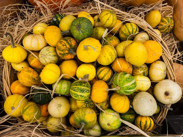 Sepette renkli küçük balkabakları, üst görünüm, sonbahar ve cadılar bayramı konsepti