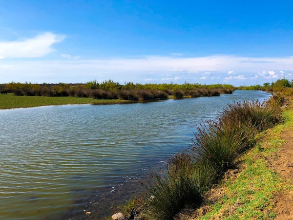 River Reeds Water Plants Blue Sunny Sky — Stock Photo, Image