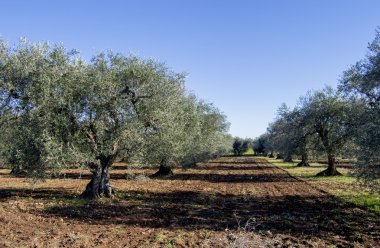Olive grove