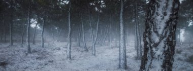 Çam ormanı kar yağarken