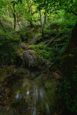 Bitkilerle dolu bir ormanın içi su ve muhteşem kaya oluşumlarıyla dolu.