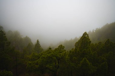 Yoğun sisli yeşil çam ormanları siluetlerle