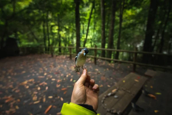 Bir Elinde Piknik Masası Olan Bir Ormanda Tünemiş Bir Kuş — Stok fotoğraf
