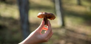Ormanda büyük bir mantarı tutan el.
