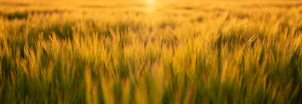 Campo Trigo Con Luz Cálida Enfoque Selectivo — Foto de Stock