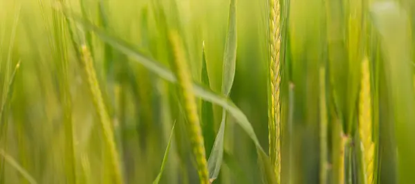 Closed Selective Focus Green Wheat Soft Light — Stock Photo, Image