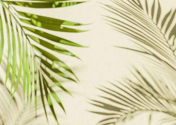 Palm Leaf Shadow Background Beige Wall Out Focus Palm Leaf — Stock Photo, Image