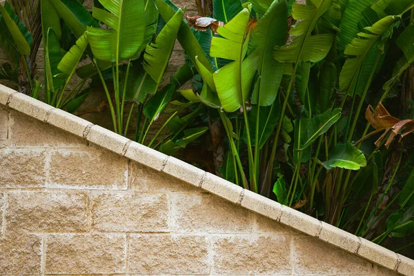 Plantas Tropicales Exterior Con Una Pared Diagonal Frente Fondo Abstracto —  Fotos de Stock