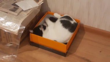 Kuyruk kediden kaçar..