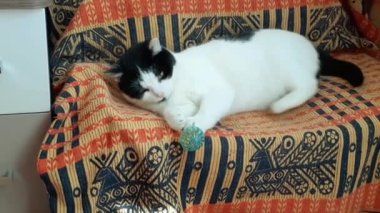 Genç kedi kız oyuncak topuyla oynuyor..