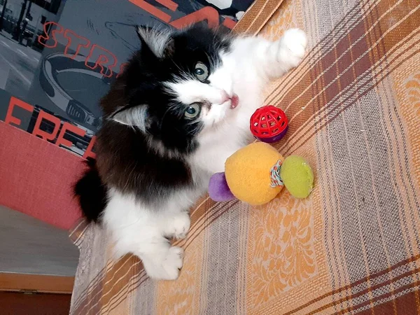 Un juego de azar de un gato apuesto esponjoso con juguetes. —  Fotos de Stock