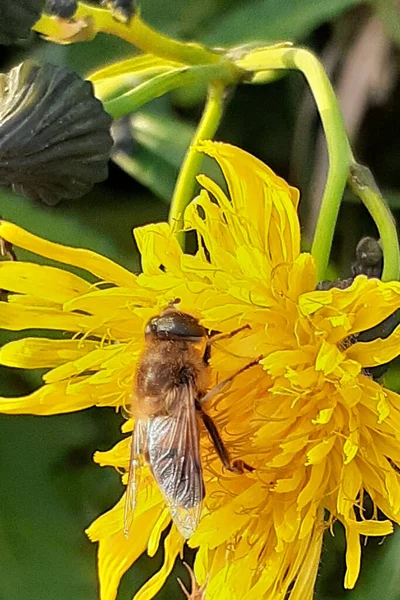 Une abeille aux ailes transparentes repose sur une fleur jaune duveteuse, — Photo