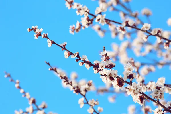 Kwitnąca Sakura w Japonii — Zdjęcie stockowe