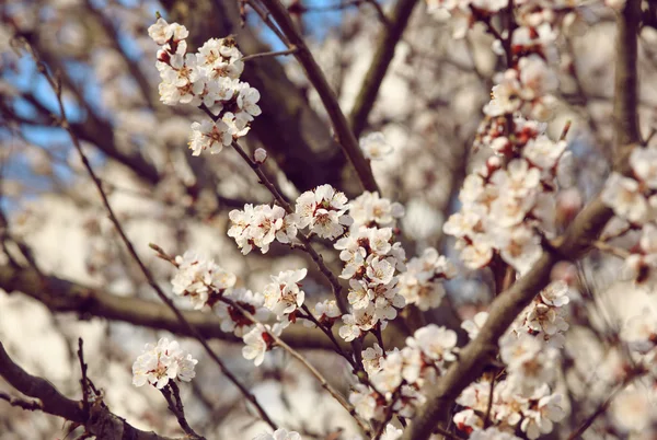 Kwitnąca Sakura w Japonii — Zdjęcie stockowe
