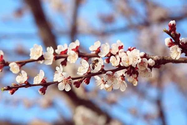 Kwitnąca Sakura w Japonii Obraz Stockowy