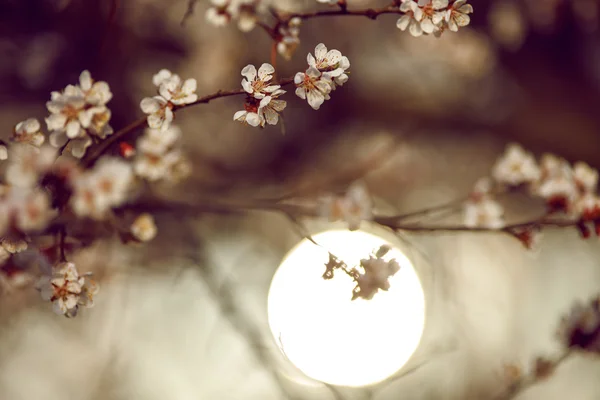 सूर्यास्त पर जापान में फूल साकुरा रॉयल्टी फ़्री स्टॉक फ़ोटो