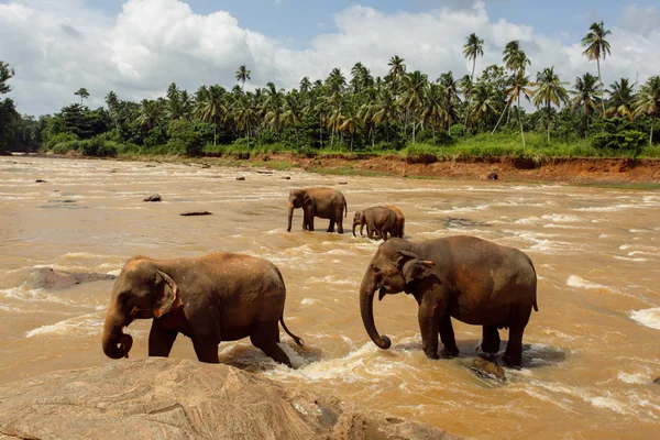 강에 있는 코끼리 떼 — 스톡 사진