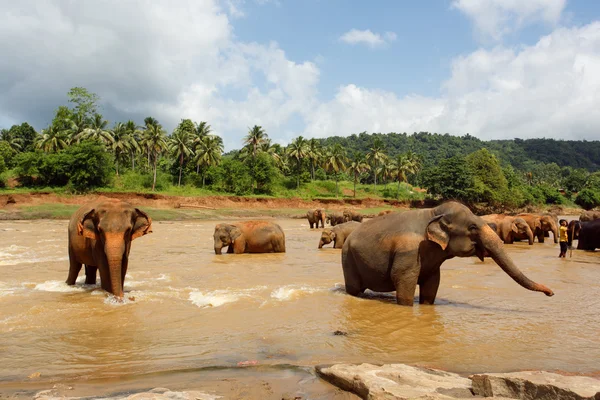 Kudde olifanten in de rivier — Stockfoto