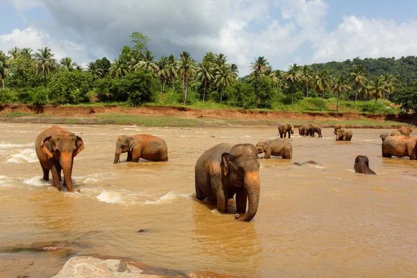 Nehirdeki fil sürüsü