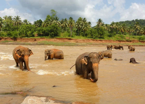 Herd of elephants in the river — Stock Photo, Image