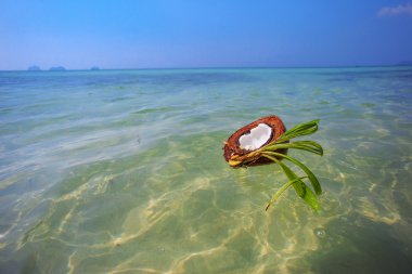 Okyanusta yüzen Hindistan cevizi.