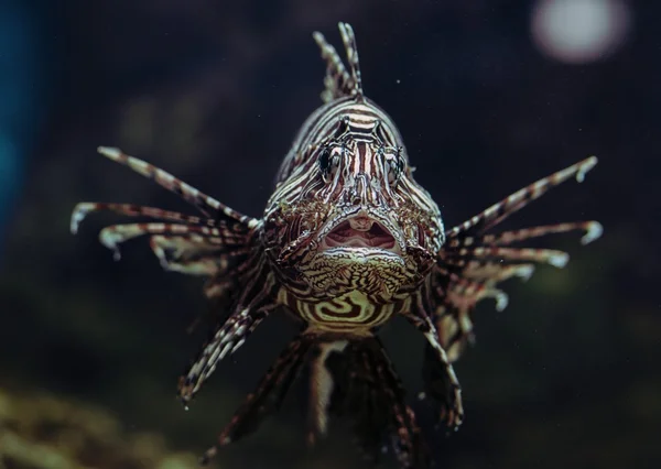 Fischsamara. — Stockfoto