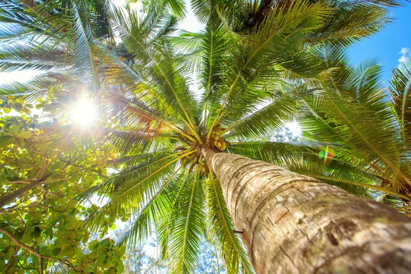 Liści palmowych w słońcu. Obraz Stockowy