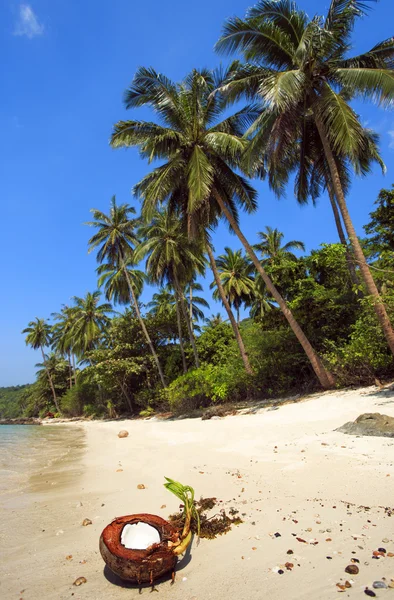 Spiaggia con palme e cocco aperto. Isola . — Foto Stock