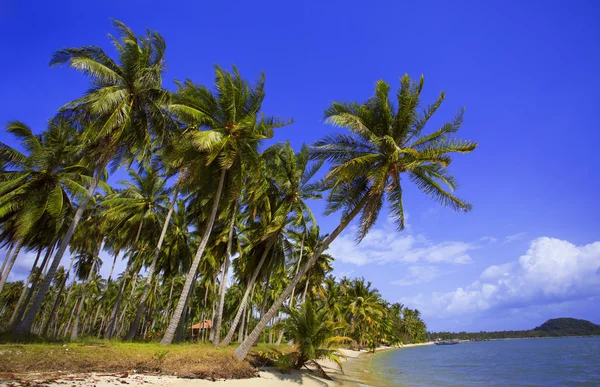 Strand mit Palmen, Insel. — Stockfoto