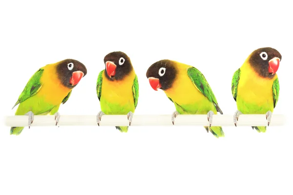 Beyaz arka plan üzerinde papağan muhabbet kuşları.