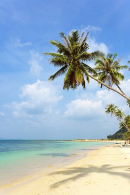 Tropik plaj.