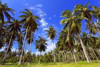 Palmiye ağacı güneşli gün ile. Tayland, Koh Samui Adası.