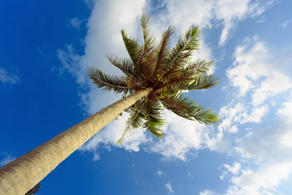 Palmowe drzewo w słoneczny dzień. — Zdjęcie stockowe