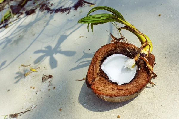 Coco sur la plage. Thaïlande. Koh Samui île . — Photo