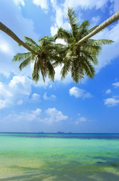Palma con giornata di sole. Thailandia, isola di Koh Samui. Spiaggia tropicale — Foto Stock