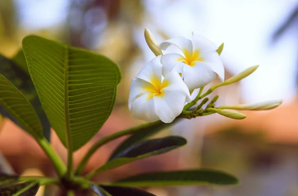 Tropikalny kwiat frangipani. Tajlandia. — Zdjęcie stockowe