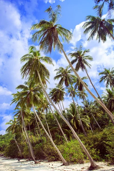 Palmowe drzewo w słoneczny dzień. Tajlandia, Koh Samui Wyspa. Tropikalnej plaży — Zdjęcie stockowe