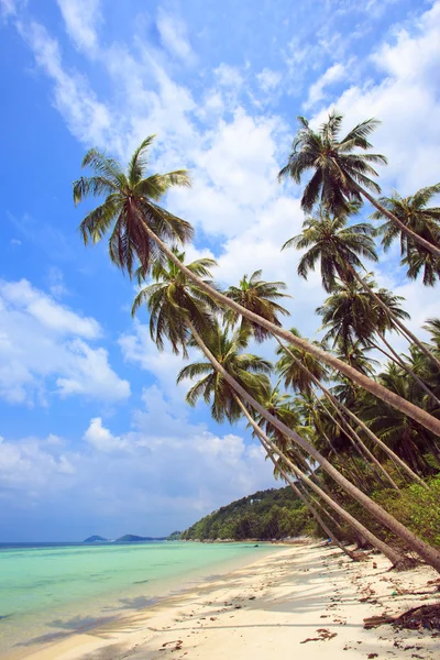 Palme mit sonnigem Tag. thailand, koh samui island. tropischer Strand — Stockfoto