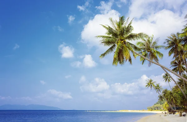 Palmboom met zonnige dag. Thailand, Koh Samui eiland. Tropisch strand. — Stockfoto