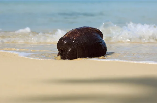 Tropikal plaj. Tayland. Koh Samui Adası.