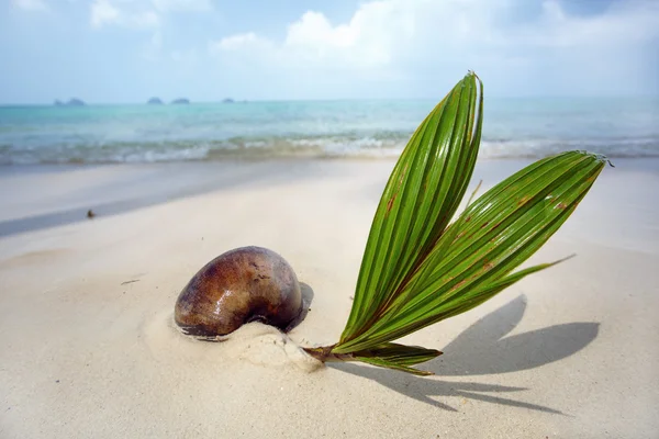 Tropikal plaj. Tayland. Koh Samui Adası.