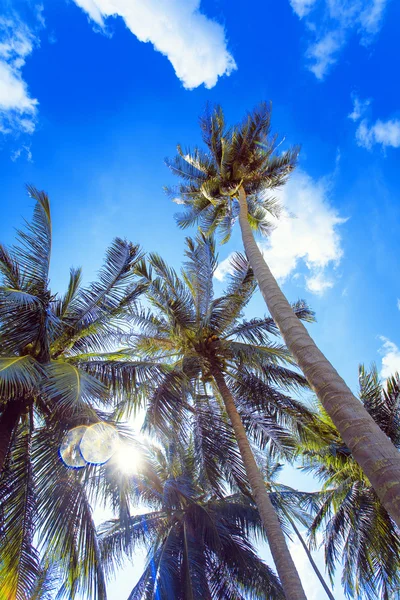 Tropikalnej plaży. Tajlandia. Wyspa Koh Samui. — Zdjęcie stockowe