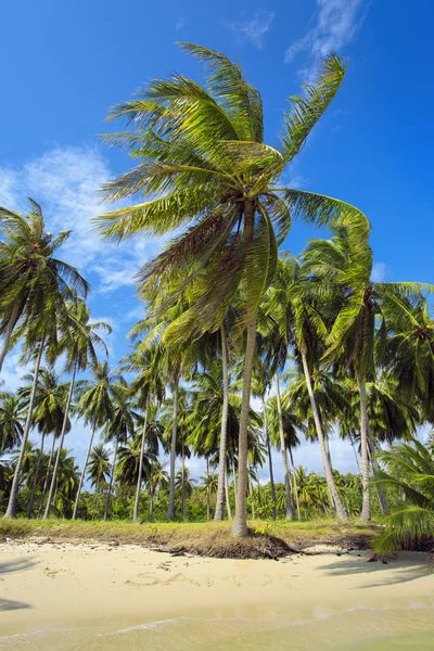 Palmboom met zonnige dag. Jungle. Kokosnoot tuin. Thailand, Koh Samui eiland. — Stockfoto